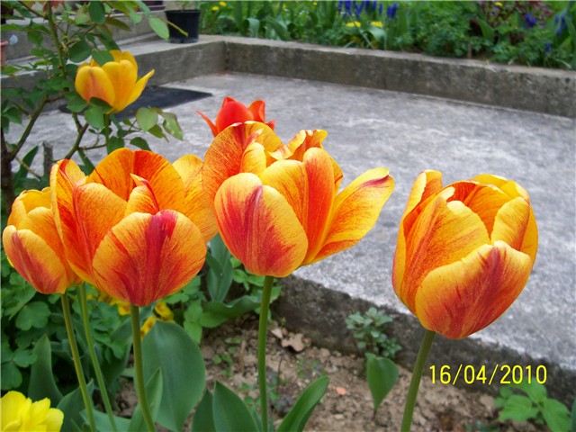 Tulipani